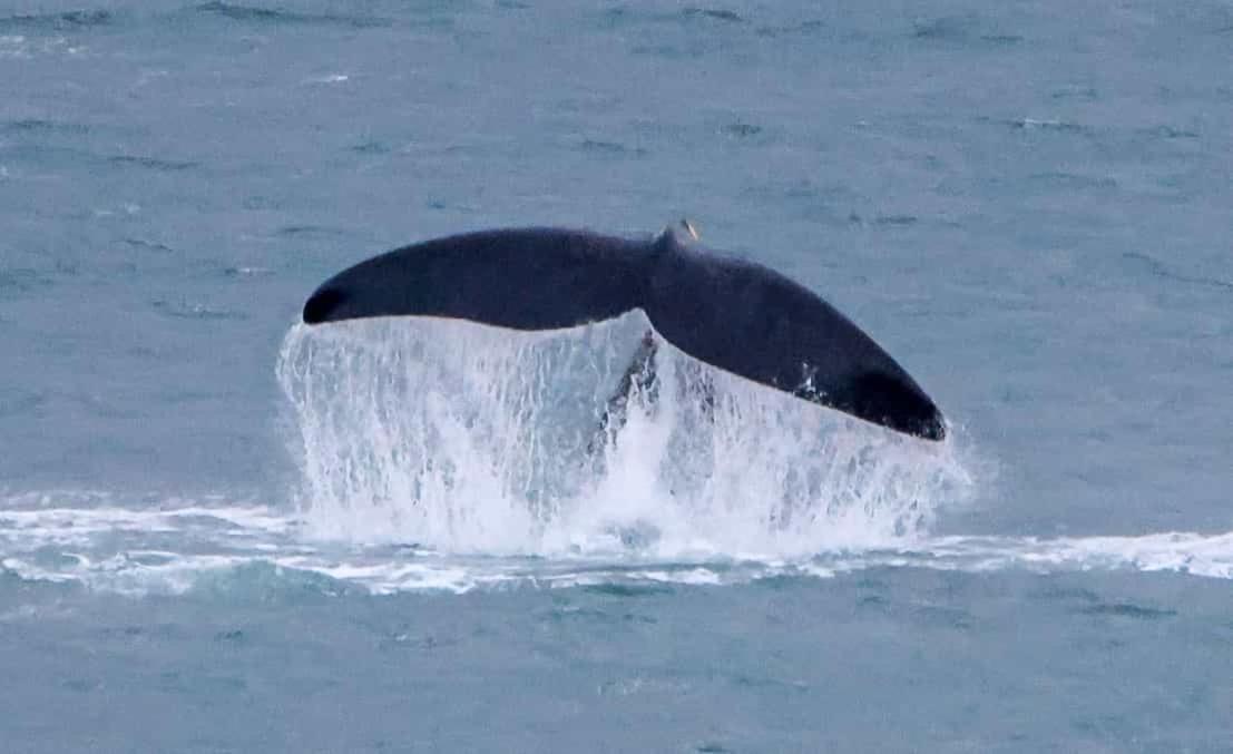 Whale Cove A103 Apartment De Kelders Bagian luar foto