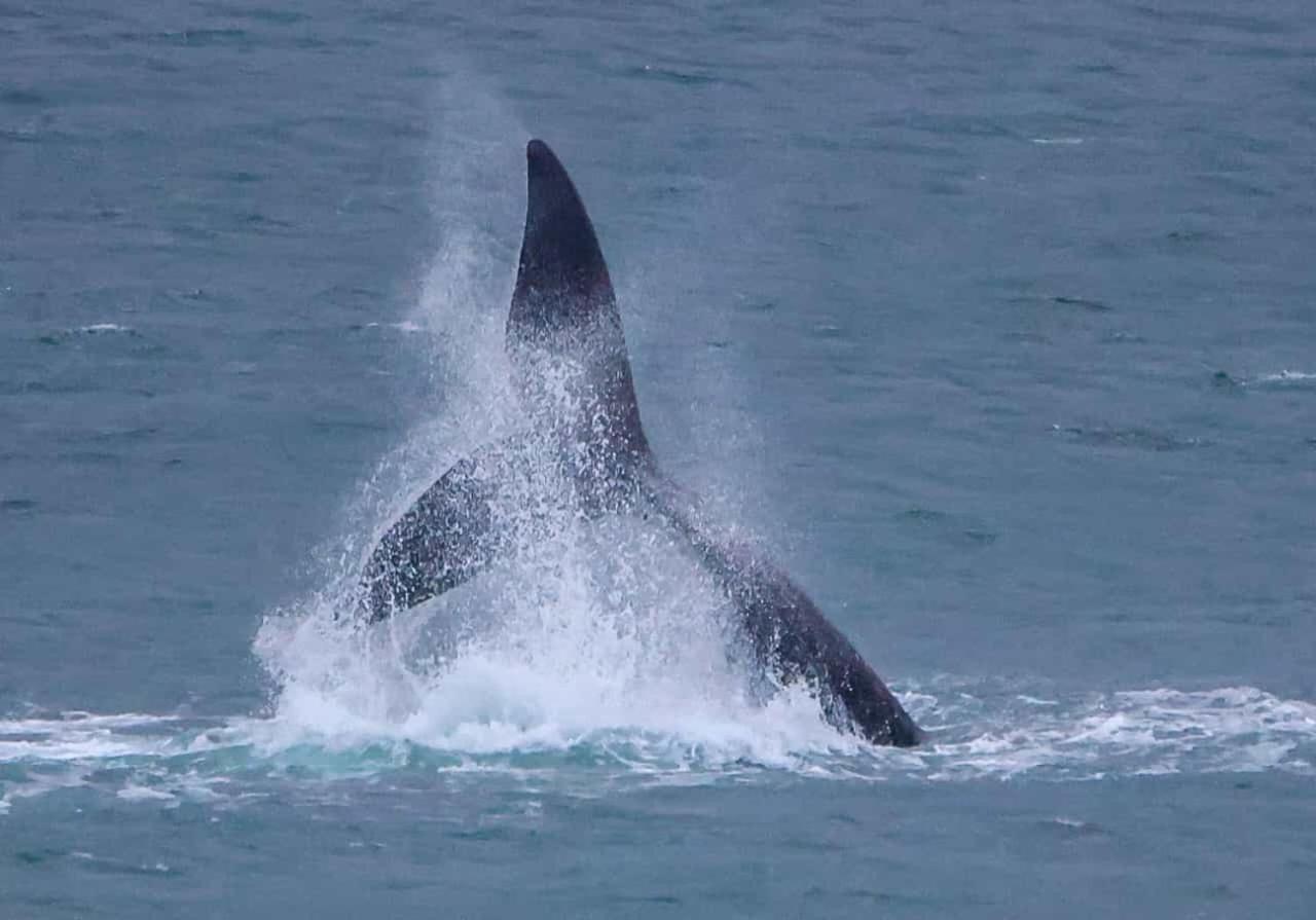 Whale Cove A103 Apartment De Kelders Bagian luar foto